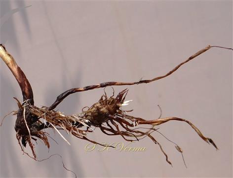  Plant with stolons and  tuber